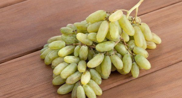 Odrůda hroznů dámské prsty (husayne bílé)